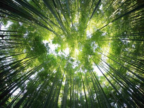 Trees_Photo by Kazuend on Unsplash