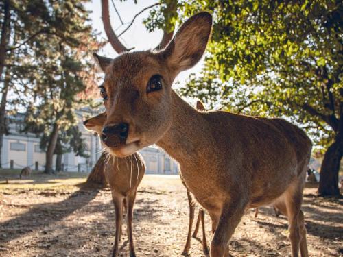 photo of a deer in nara looking down at the camera with the sun rising behind it