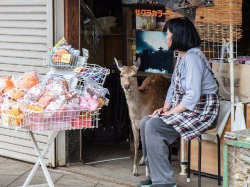 a deer standing inside a typical Japanese souvenir shop